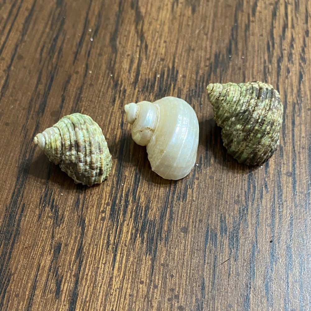 “5/$20” 3 hermit crab shells with .4 inch O shaped opening